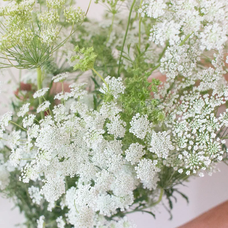 White Queen Anne's Lace Flower